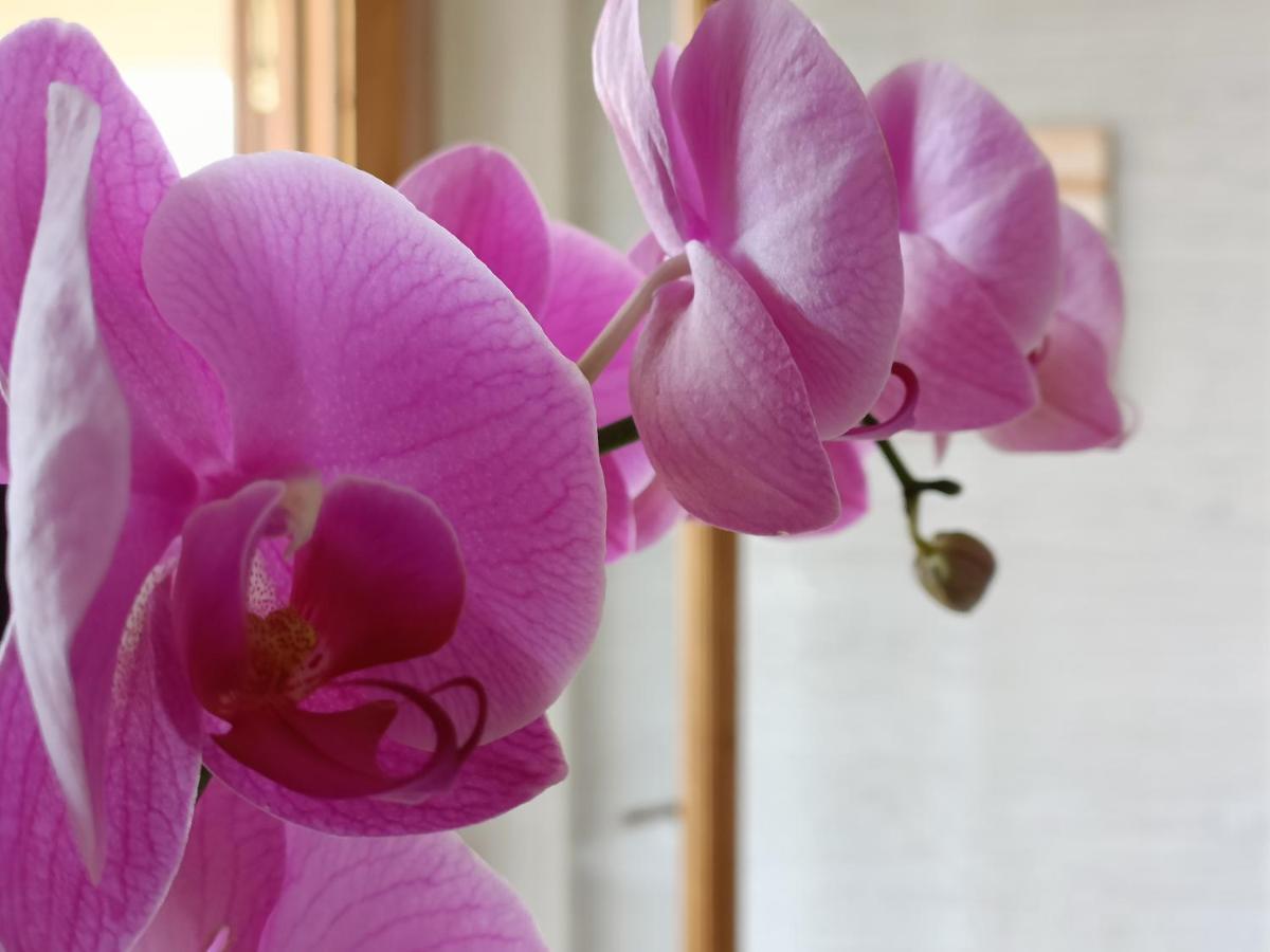 ריקאדי B&B Villa Orchidea מראה חיצוני תמונה
